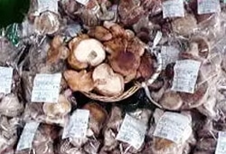 しいたけ