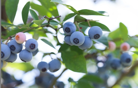 ブルーベリー