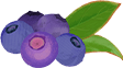 ブルーベリー