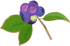 ブルーベリーイラスト